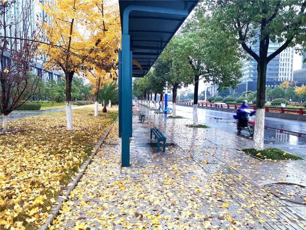 昨日下的一场冬雨，让天气变得更加寒冷，也加剧了树叶的掉落。12月14日一大早，在江西吉安城区，就看到了这么一幕幕壮观的落叶场景。不管是在小区里、在公园内，还是在街道两旁，都可以看到由梧桐叶、银杏叶、枫树叶以及其它植物叶子铺成的落叶地毯，这种壮观美景让人惊叹，令人陶醉。（摄/肖勇）