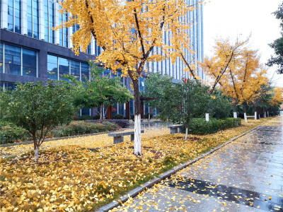 昨日下的一场冬雨，让天气变得更加寒冷，也加剧了树叶的掉落。12月14日一大早，在江西吉安城区，就看到了这么一幕幕壮观的落叶场景。不管是在小区里、在公园内，还是在街道两旁，都可以看到由梧桐叶、银杏叶、枫树叶…