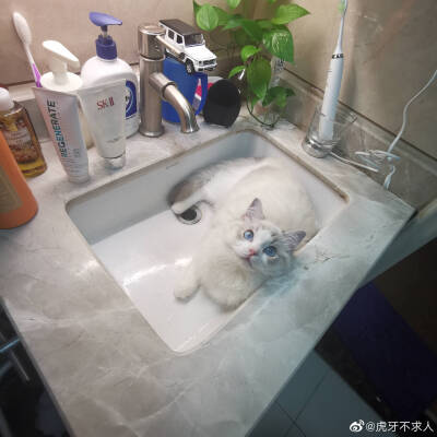 小可爱，猫咪