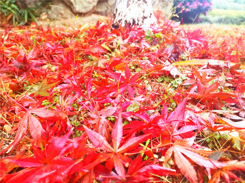 红枫的美，美得让人惊叹。如今到了落叶的季节，在江西吉安城区，遍布在公园、小区等处的红枫相继落叶，落在地上的枫叶，依然风情万种。那迷人的红，不管是在树上，还是在地上，始终令人着迷。（摄/肖勇）