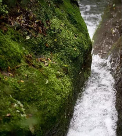 水边的苔藓