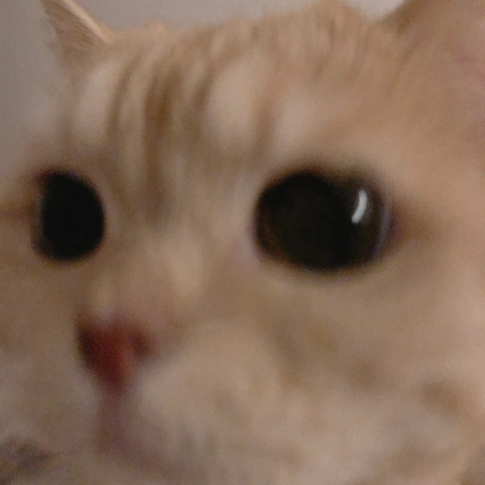 大脸模糊猫咪头像
安利安利✔