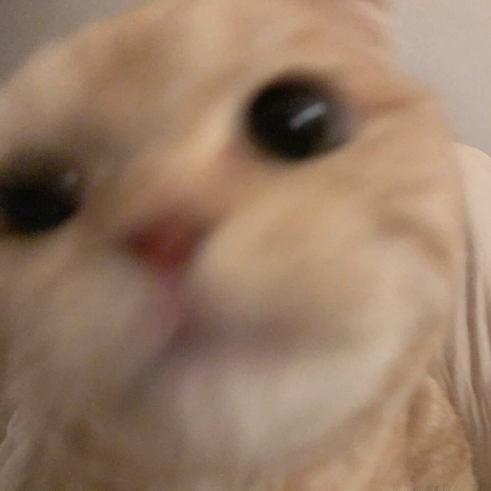 大脸模糊猫咪头像
安利安利✔