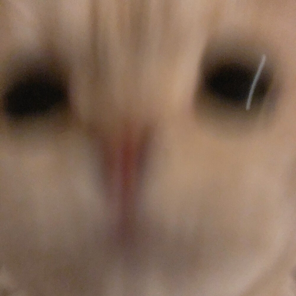 大脸模糊猫咪头像
安利安利✔