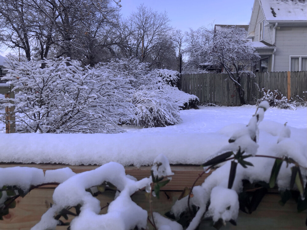 今年的大雪