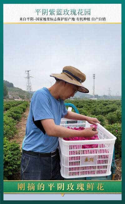 玫瑰花茶，玫瑰花冠，药食同源，产地直销。平阴紫蓝玫瑰花园#淘宝店