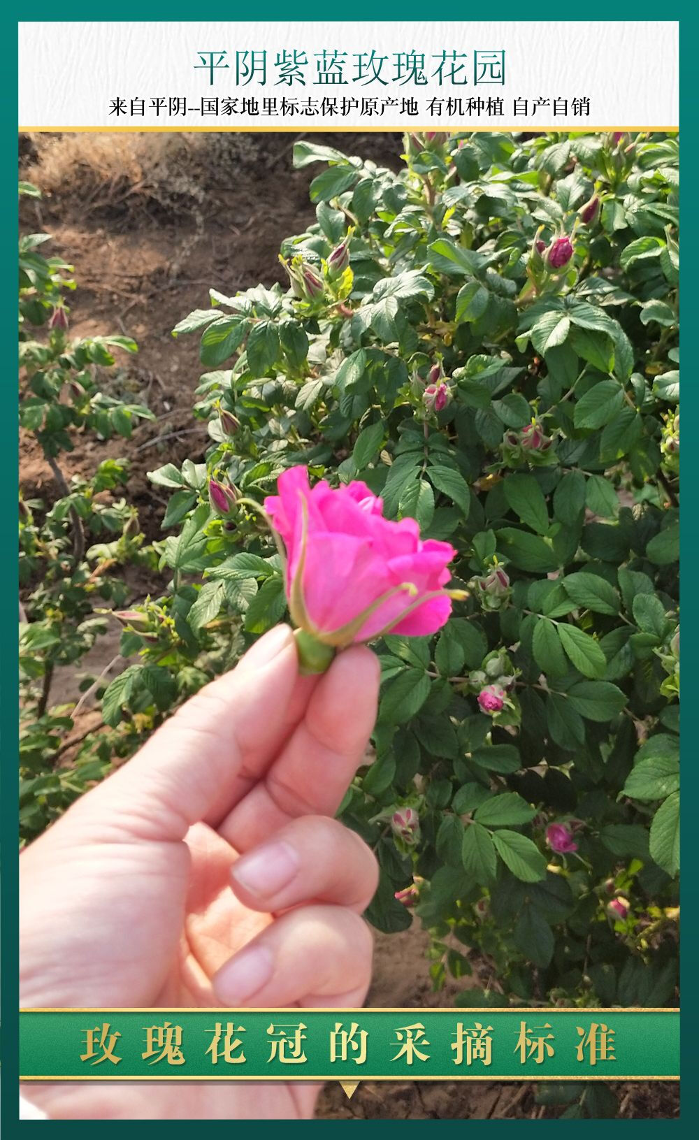 玫瑰花茶，玫瑰花冠，药食同源，产地直销。平阴紫蓝玫瑰花园#淘宝店