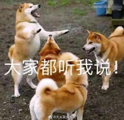 表情包