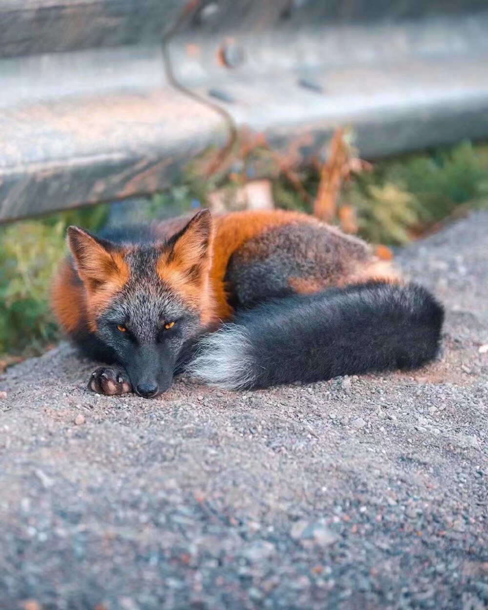 ——
“灰烬之狐”
-
“十字狐（Cross Fox）”，赤狐和其他狐狸杂交的后代，有更多的黑色素，非常罕见。
Photo via：reddit.com/user/keenfeed
-