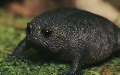 请欣赏社畜灵魂动物：黑雨蛙（black rain frog）昵称：愤怒的牛油果。一种穴居动物，受到威胁的时候会把自己充气，看着更加气鼓鼓，同时可以把自己卡在洞里，让捕食者无可奈何。
不爽、委屈而又坚毅的表情如同