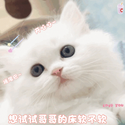 表情包°｜猫咪表情包°｜可爱表情包