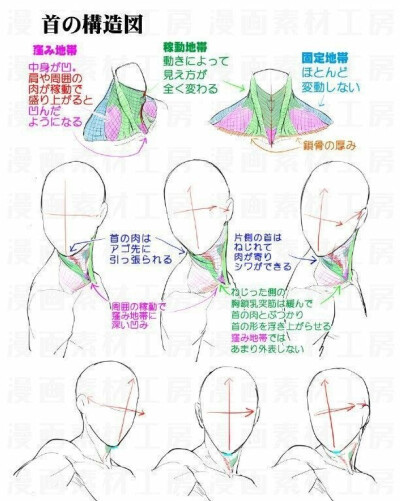 肩颈关系干货 ​​​ ​​​​
cr.美术生日常