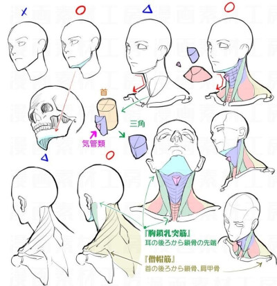 肩颈关系干货 ​​​ ​​​​
cr.美术生日常