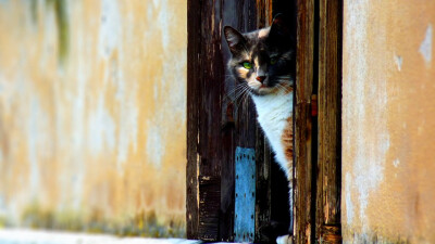 猫样 转自国外某素材网站