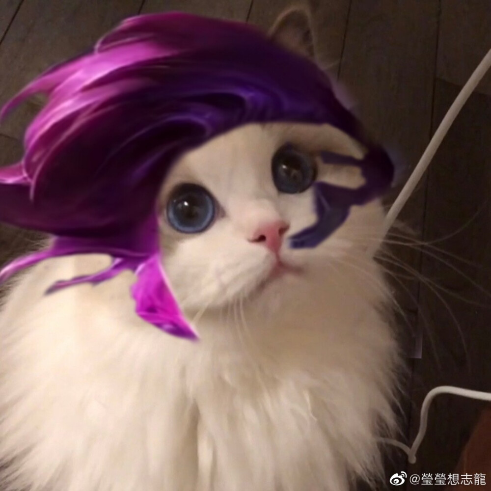 LOL猫咪接头