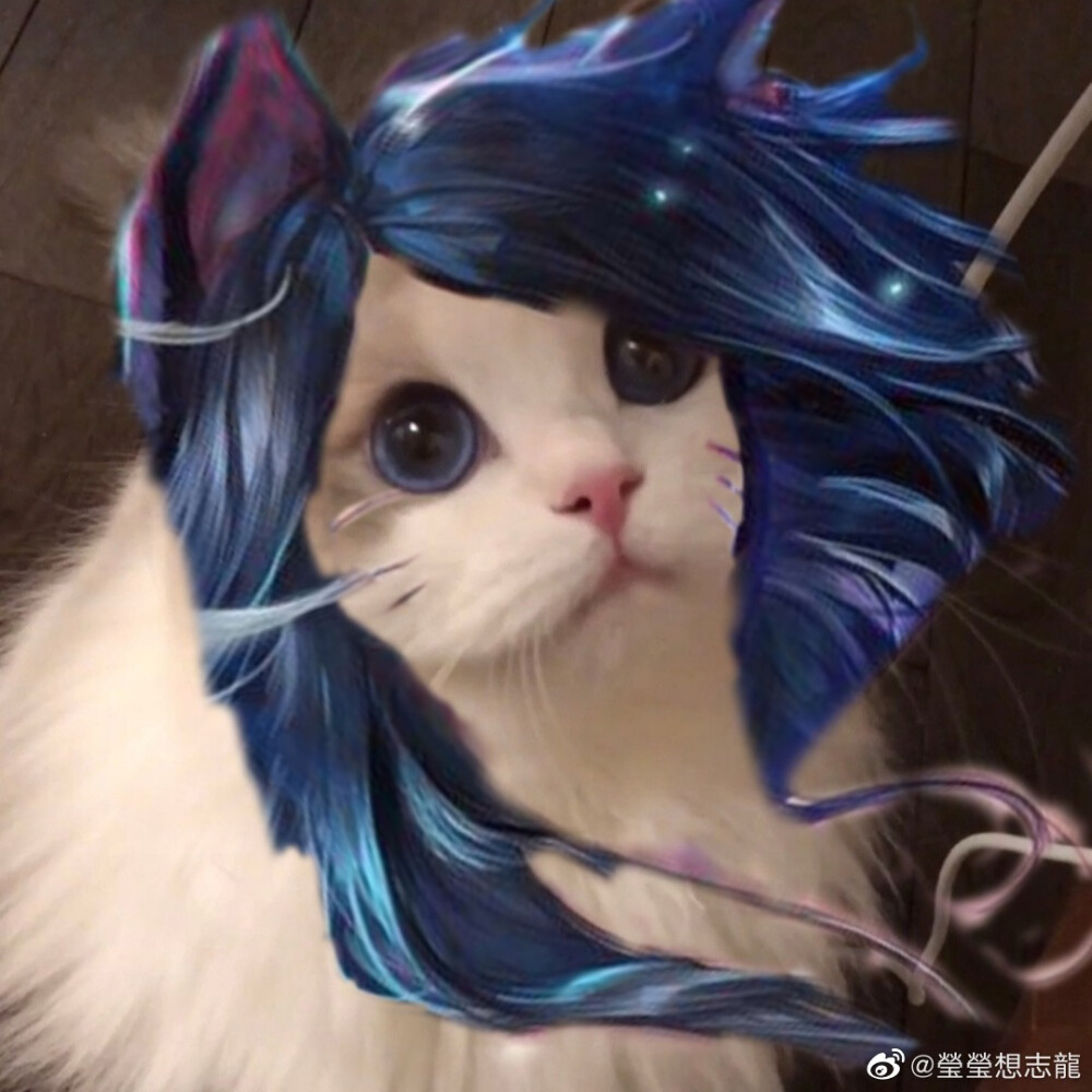 LOL猫咪接头