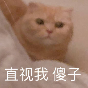 貓头 头像 表情貼