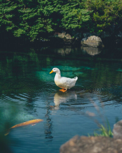 悬浮鸭