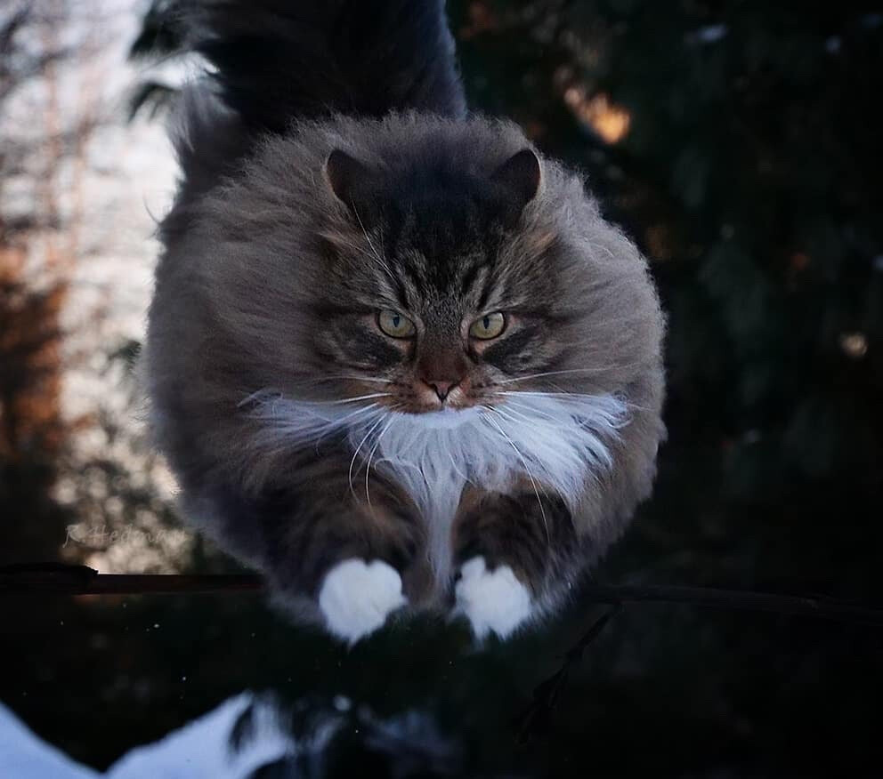 猫老大，突击！