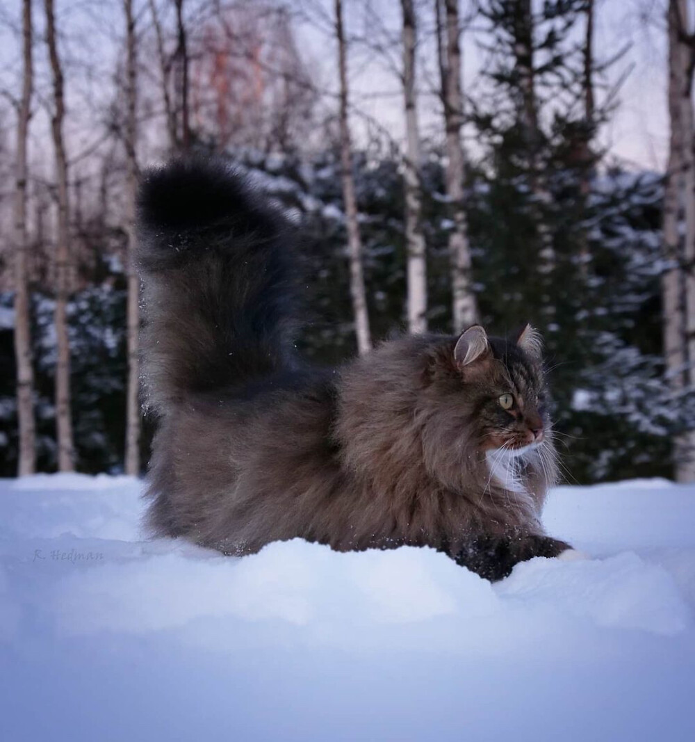 猫老大，突击！