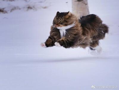 雪地喵