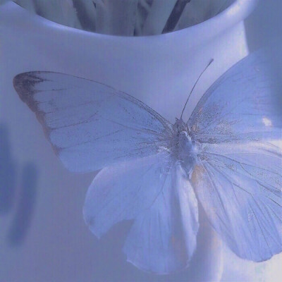 你是神殿里陨落的爱神
是引诱我的玫瑰
也是背叛我的士兵 | 朴智旻