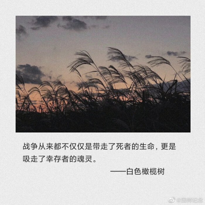 白色橄榄树.