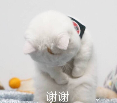 「猫猫表情」
图源网络侵删