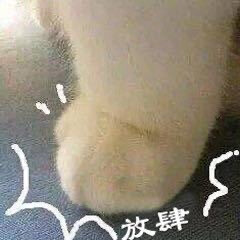 「猫猫表情」
图源网络侵删