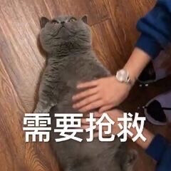 「猫猫表情」
图源网络侵删