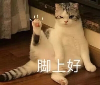「猫猫表情」
图源网络侵删