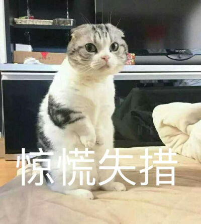 表情包