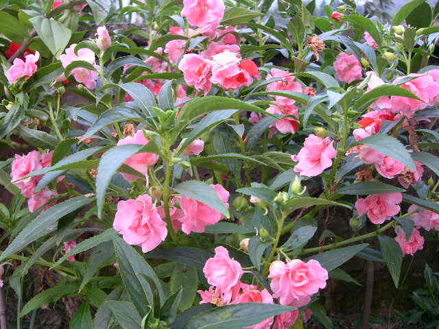 凤仙花 花期7-10月