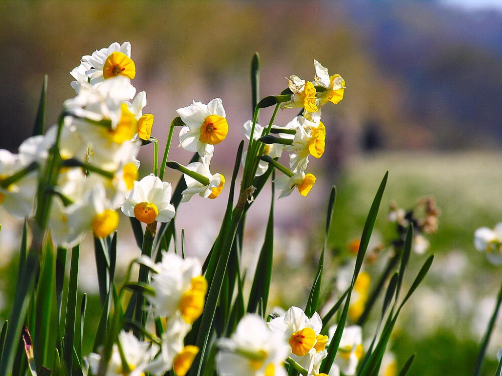 水仙花 花期1-2月