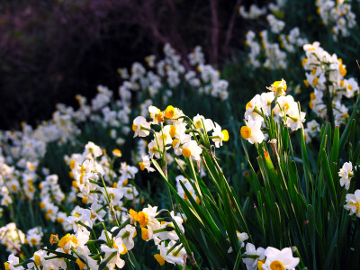 水仙花 花期1-2月