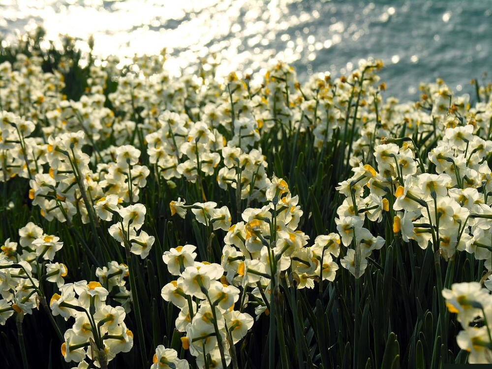 水仙花 花期1-2月