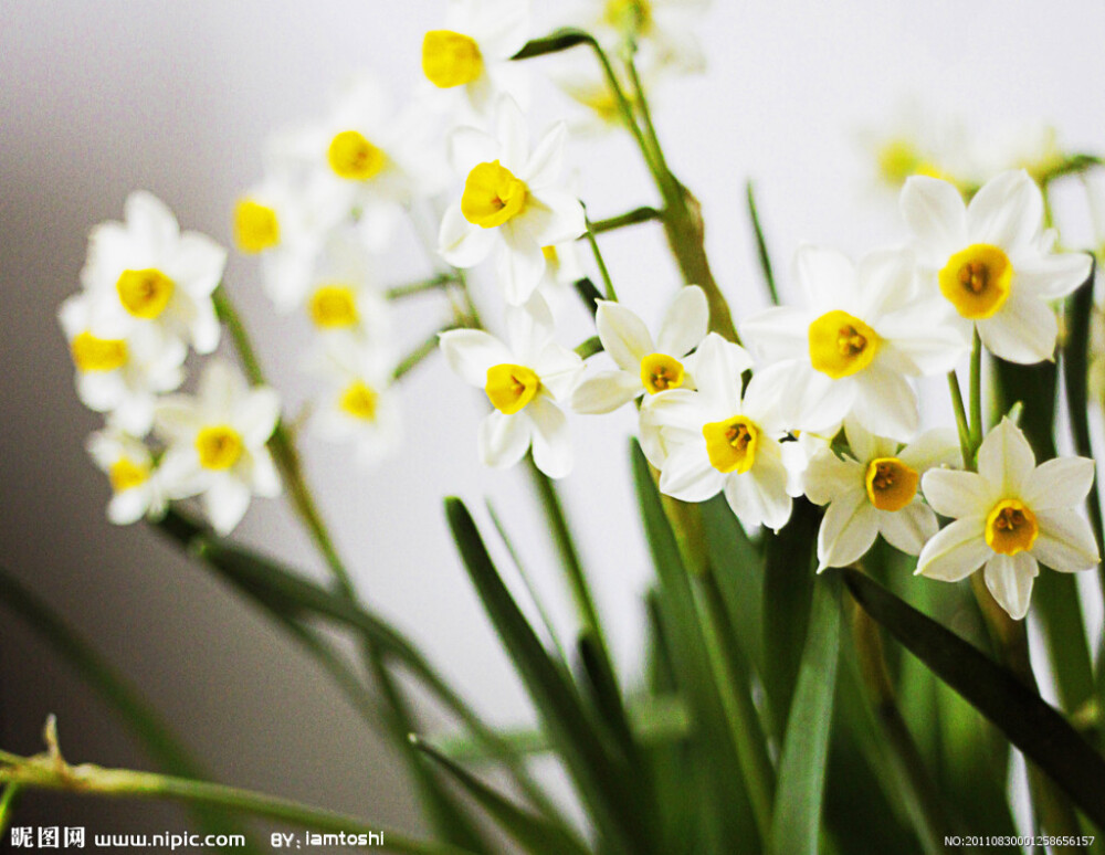 水仙花 花期1-2月