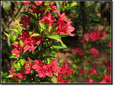 锦带花 花期4-6月