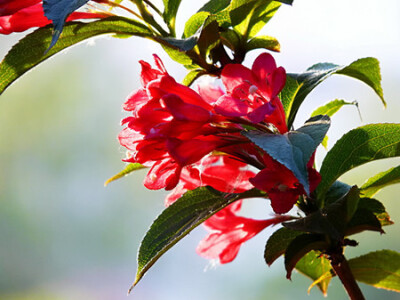 锦带花 花期4-6月