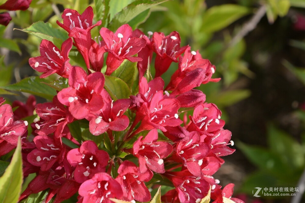 锦带花 花期4-6月