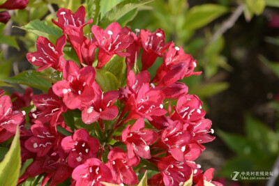 锦带花 花期4-6月