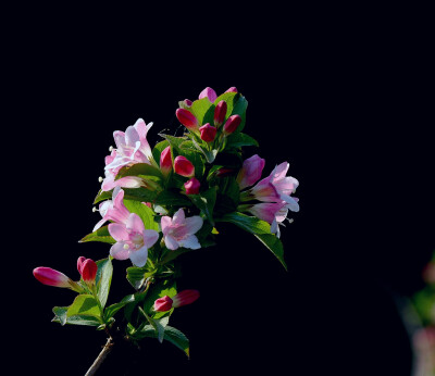 锦带花 花期4-6月