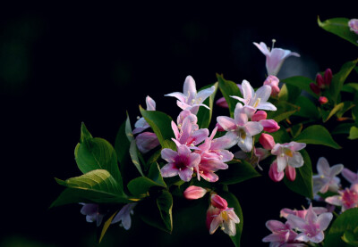 锦带花 花期4-6月