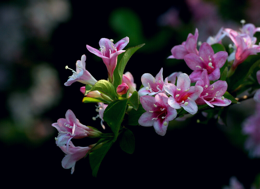 锦带花 花期4-6月