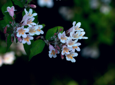 锦带花 花期4-6月