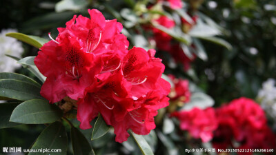 杜鹃 花期4-6月