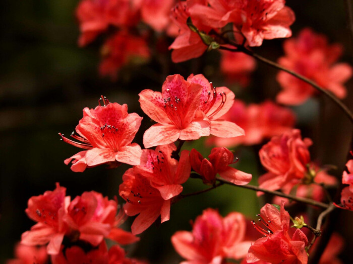 杜鹃 花期4-6月