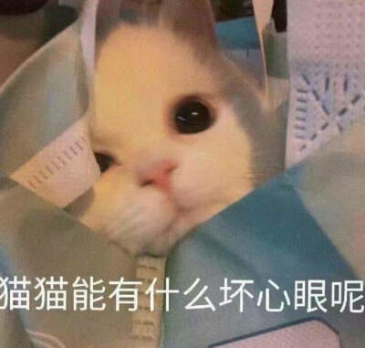 猫猫能有什么坏心眼呢