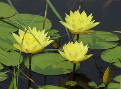 黄睡莲 花期7-10月