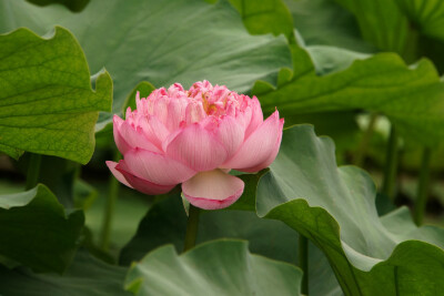 千瓣莲 花期7-8月